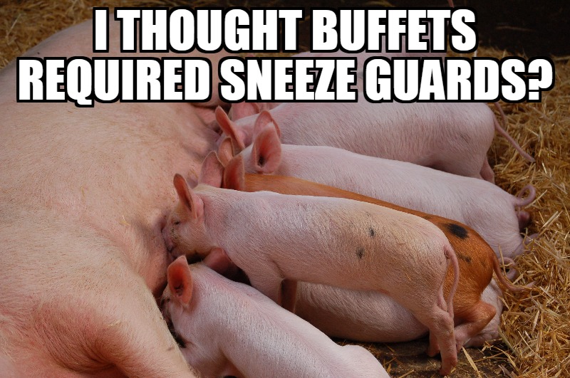 Meme Monday - Baby Pigs